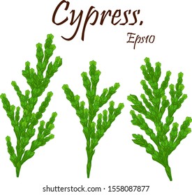 green cypress branch with cones. Cypress twig with growing cones isolated on white background. Cupressus.Eps 10