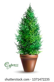 Green cypress in a pot. Decorative houseplant. Vector illustration.
