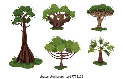 Green Deciduous Trees with Exuberant Tree Crown Vector Set