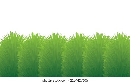 green decorative grass, hedge against white backround  - vector illustration