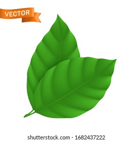 Green detailed leaf, vector illustration with two ribbed leaves isolated on white background, can be used as eco icon or web design element