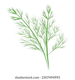 Green dill herb vector illustration for culinary and nature themes.