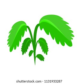 Green dill, parsley, celery,leaves,carrots,plant. Modern flat cartoon style vector illustration icons. Isolated on white background. Top part of plant. escape plant. small bush,young tree,sprout,shout