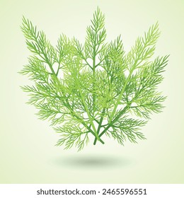 Green Dill. A set of bunch and twigs of dill. Vector background.