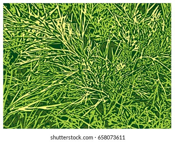 Green Dill. Vector Illustration of a Herb.