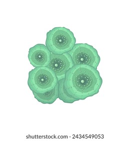 Green Discosoma Mushroom Coral. Vector illustration on a white background.