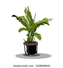 Green dracaena fragrans in the black pot on the white background