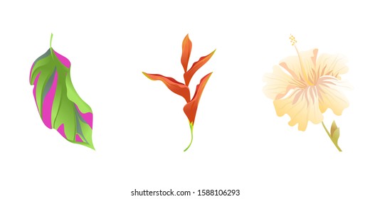 Green Dracaena. Orange Heliconia. Yellow hibiscus. Vector illustration. Isolated illustration element. Floral botanical flower. Wild leaf wildflower isolated. Exotic tropical hawaiian jungle.
