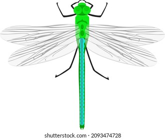 Green dragonfly, illustration, vector on a white background.