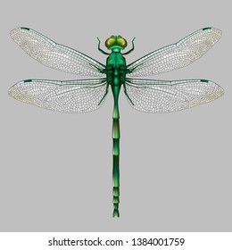 The green Dragonfly on gray background.