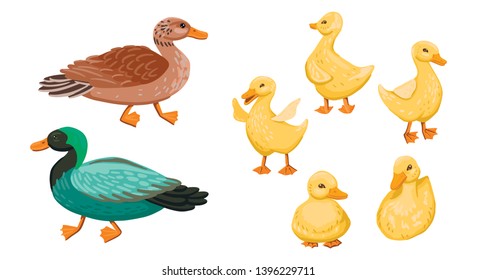 Green drake, mother duck and children duckling. Walk with offspring on the farm. Village birds. Pets. Family of ducks and ducklings. Cartoon flat style illustration.