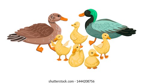 Green drake, mother duck and children duckling. Walk with offspring on the farm. Village birds. Pets. Family of ducks and ducklings. Cartoon flat style illustration.