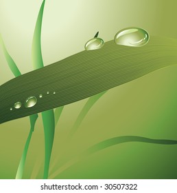 green drops on the leaves. vector illustration.