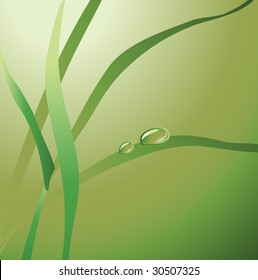 green drops on the leaves. vector illustration.