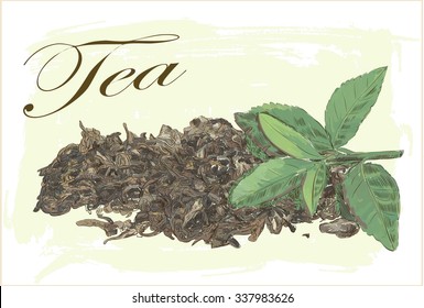 Green And Dry Tea Leaves On Vintage Background