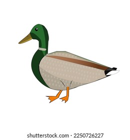 Green duck standing looking right