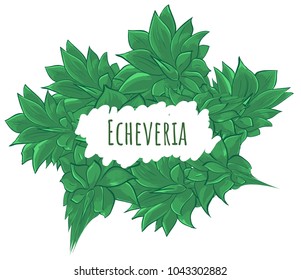 Green echeveria composition - card frame