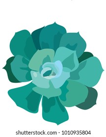 Green echeveria isolated