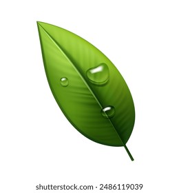 Green eco leaves with water drops, fresh spring foliage on white background.