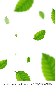 Green eco mint leaf background. Ecology mint pattern design plant illustration.