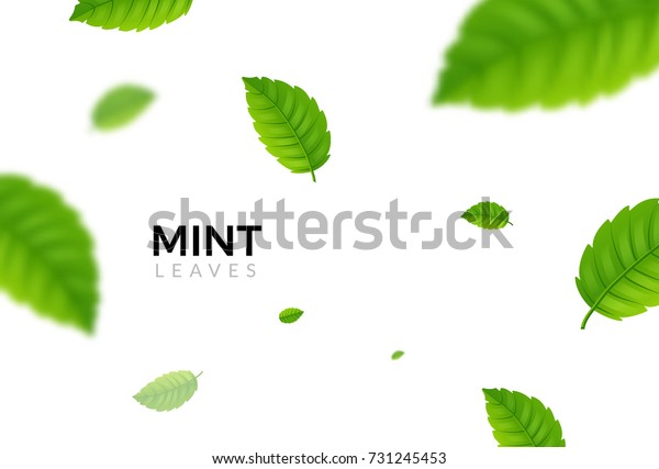 緑のエコミントの葉の背景 エコロジーミント柄のデザインプラントイラスト のベクター画像素材 ロイヤリティフリー