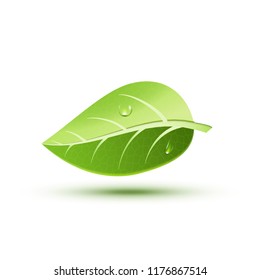 Green ecology concept icon leaf. Green leaf plant nature organic element. Spring symbol illustration.