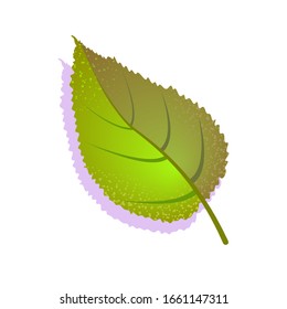 Green elm leaf textured with shadow, isolated on white background. Realistic single nature icon, ecology symbol flat element. Stock vector illustration. logo design.