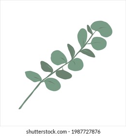 Green eucalyptus branch, silver dollar eucalyptus plant, decorative element, hand drawn vector illustration isolated on white background