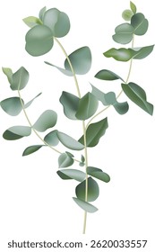 Green eucalyptus branches with round leaves are creating a natural and elegant design, perfect for adding a touch of freshness to any project