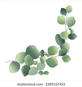 green eucalyptus branches vector illustration