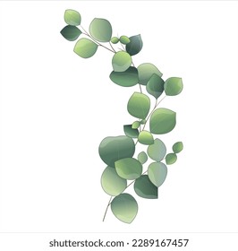 green eucalyptus branches vector illustration