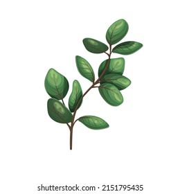 Green eucalyptus leaves. Eucalyptus greenery, leaves and branches tropical elements vector illustration.