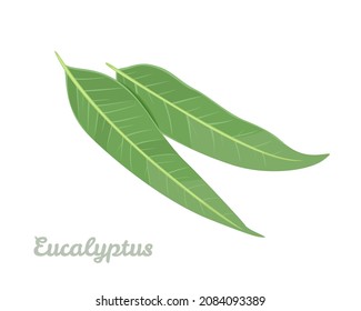 Green eucalyptus leaves isolated on white. Vector illustration of healing herbs in cartoon flat style. Medicinal plant icon.