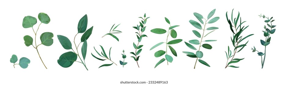 Green eucalyptus leaves set. Editable watercolor vector illustration. Greenery, silver dollar branches. Botanical, rustic designer elements for wedding invite, save the date, pattern isolated on white