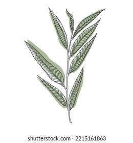Green Eucalyptus sprig outline on white. Eucalyptus leaves and branches. Wedding decoration