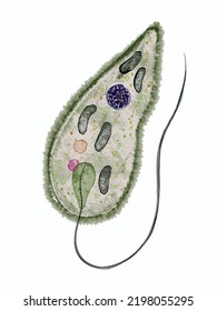 Green Euglena, The Unicellular Organism, Algae Vector Illustration