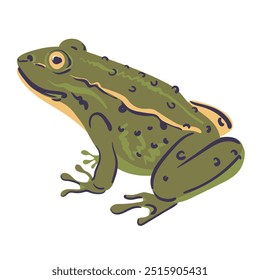 Rã europeia verde com pele manchada. Pelophylax ridibundus sobre fundo branco. Ilustração vetorial gráfica plana de sapo de pântano.