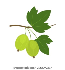 Green European gooseberry branch isolated on white background. Ribes uva-crispa icon for package design. Vector berries illustration in flat style.