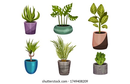 Green Exotic House Plants Growing in Ceramic Pots Vector Set