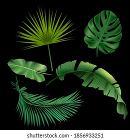 Green exotic jungle leaves set. Monstera, philodendron, fan palm, banana leaf, areca palm vector illustration. Tropic botanical elements on black background. Floral collection.