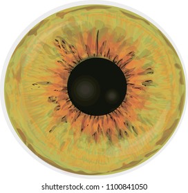 Green eye iris - Vector art - Eye texture