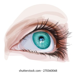 Ojo Verde. Ilustración vectorial / Eps10