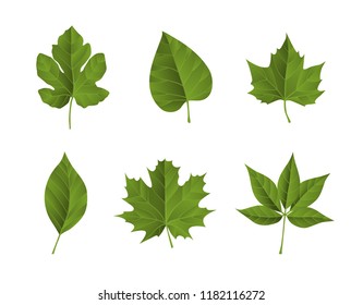 Green fall leaves. Ideal for poster, card, label, banner design. Vector illustration.