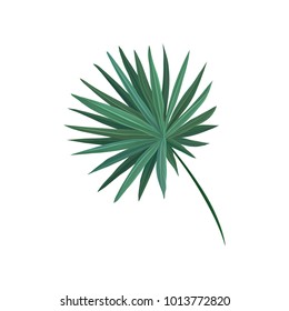 Green fan palm tree leaf vector Illustration