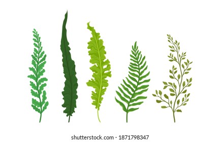 Green Fern Frond or Branch as Tropical Foliage Vector Set