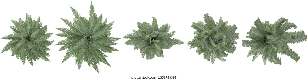 Green Fern grass Top view. Abstract green grass texture with white and yellow flowers. View from above