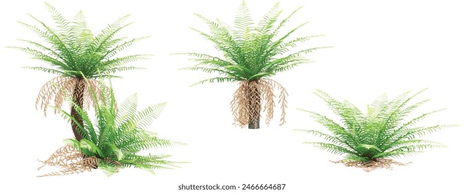 Green Fern grass with whitte background.3d rendering