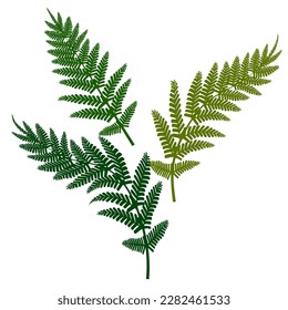 Green fern, great design for any purposes. Vector illustration.