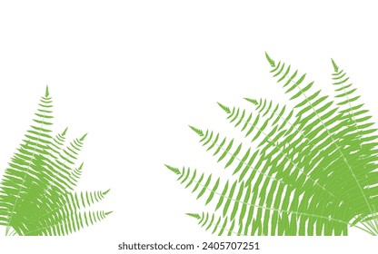 green fern leaves on white background vector, fern leaf isolated on white