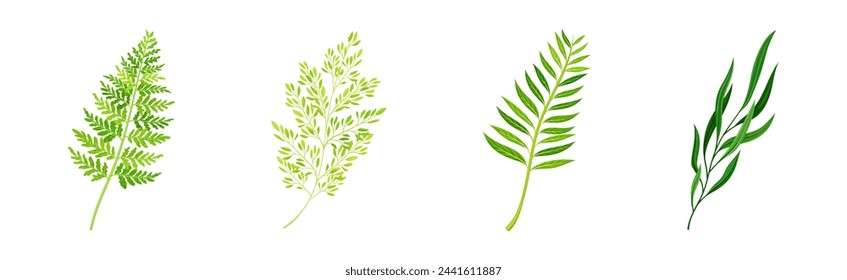 Green Fern or Long Leaf with Stem as Foliage Vector Set